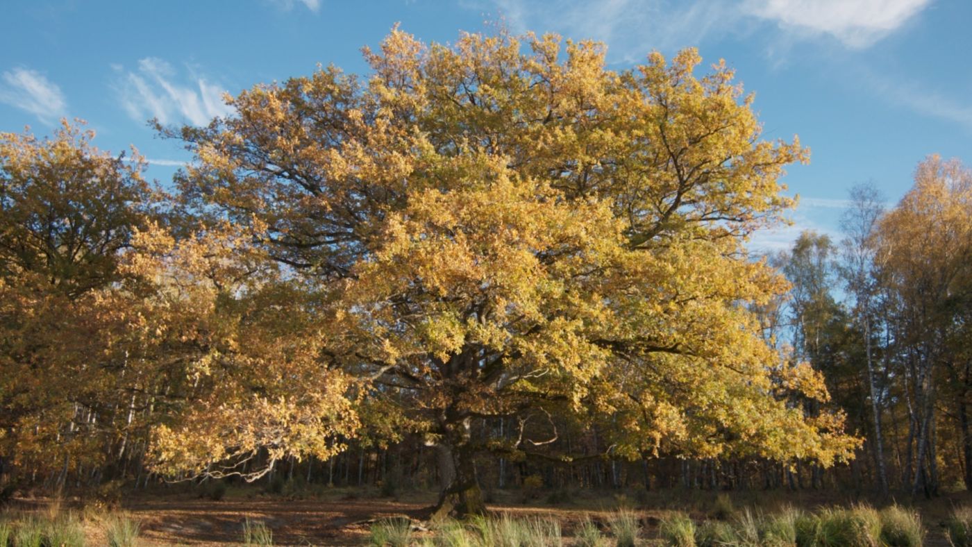 film heart of an oak